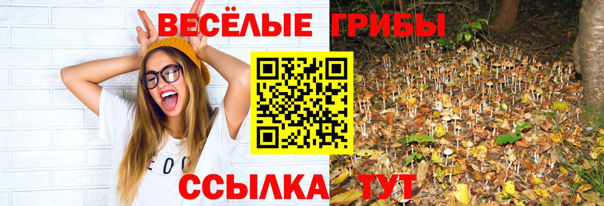 Галлюциногенные грибы Psilocybine cubensis Верхняя Пышма