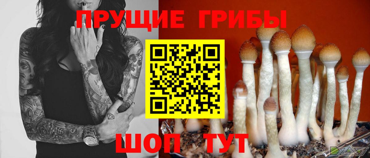 Галлюциногенные грибы мицелий  Вход с VPN  Верхняя Пышма  Псилоцибиновые грибы Psilocybe 